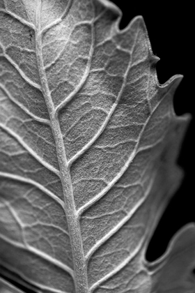 Picture of STRIKING LEAF II