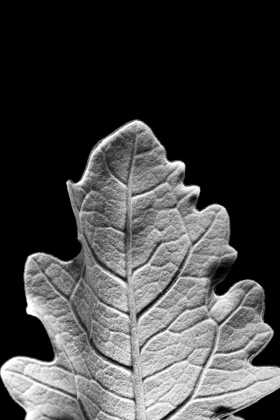 Picture of STRIKING LEAF IV