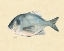 Picture of CATCH OF THE DAY I