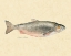 Picture of CATCH OF THE DAY II