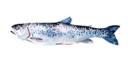 Picture of FRECKLED TROUT III