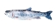 Picture of FRECKLED TROUT III