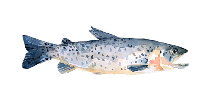 Picture of FRECKLED TROUT IV