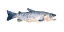 Picture of FRECKLED TROUT IV