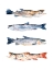 Picture of STACKED TROUT I
