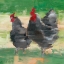 Picture of BLACK ROOSTER AND HEN II