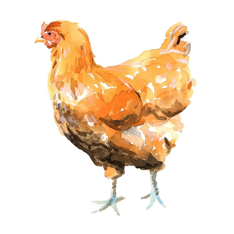 Picture of WILD CHICKEN II