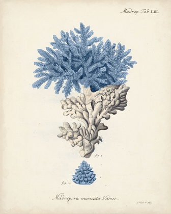 Picture of ANTIQUE CORAL IN NAVY III