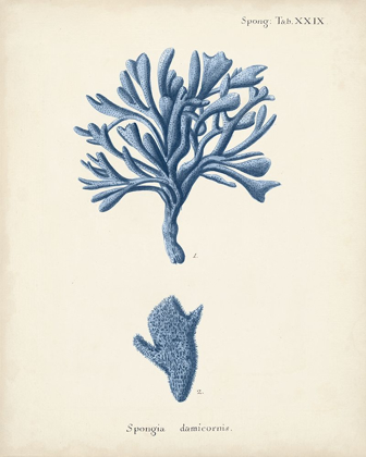 Picture of ANTIQUE CORAL IN NAVY IV