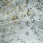 Picture of SEASONAL TRANSITION II