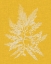 Picture of SEAWEED POP II