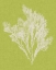 Picture of SEAWEED POP V