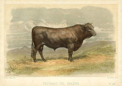 Picture of TAUREAU DE SALERS