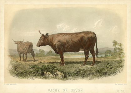 Picture of VACHE DE DEVON