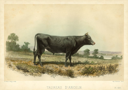 Picture of TAUREAU D ANGELN