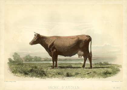 Picture of VACHE D ANGELN