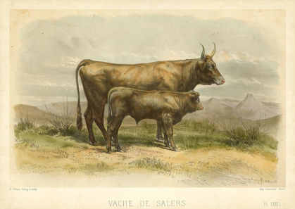 Picture of VACHE DE SALERS