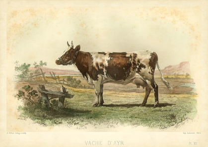 Picture of VACHE D AYR