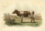 Picture of VACHE D AYR