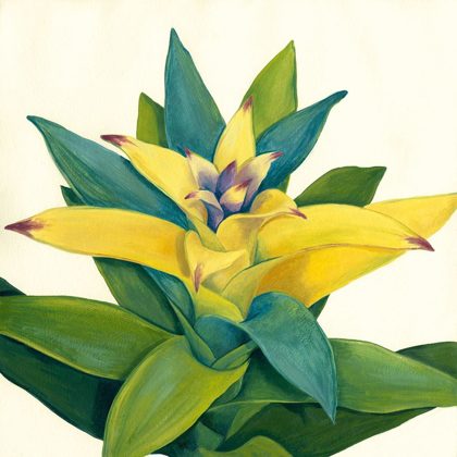 Picture of TROPICAL BLOOM II