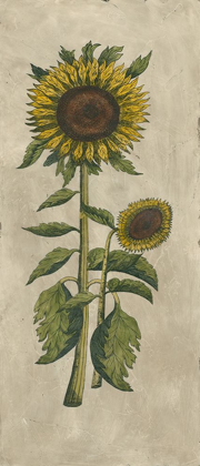 Picture of SUNFLOWER FRESCO I