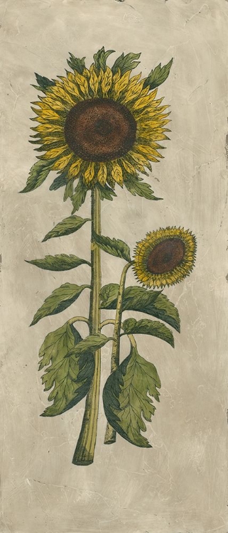 Picture of SUNFLOWER FRESCO I