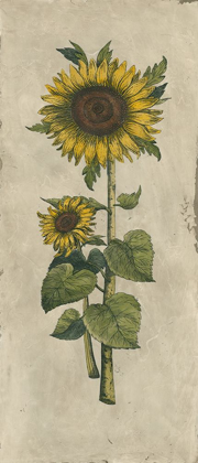 Picture of SUNFLOWER FRESCO II