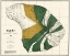 Picture of LANAI HAWAII - BIEN 1878