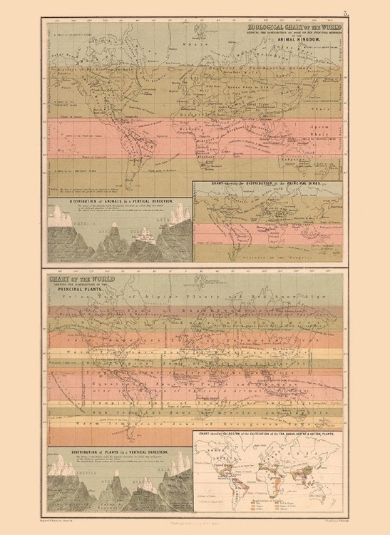 Picture of ZOOLOGICAL CHART WORLD - BLACK 1867