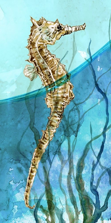 Picture of ATLANTIC SEAHORSE