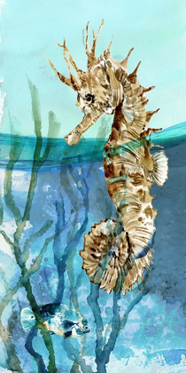 Picture of PACIFIC SEAHORSE