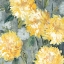 Picture of YELLOW MUMS