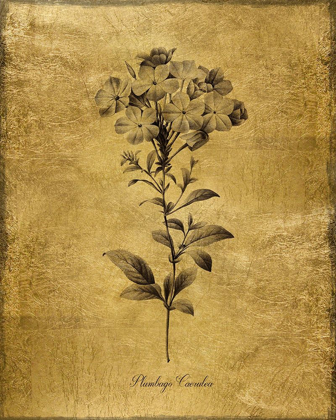 Picture of GOLD SKETCH BOTANICAL II