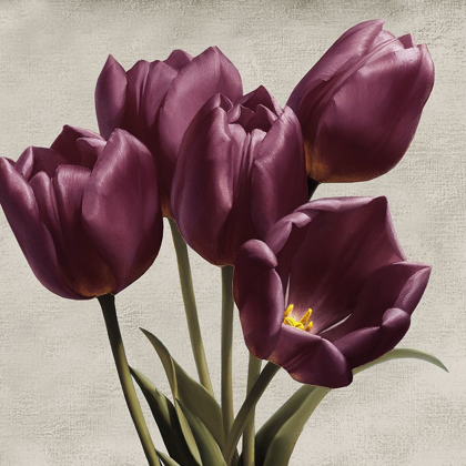 Picture of ROYAL TULIPS