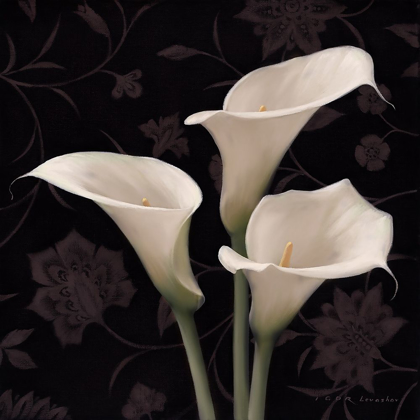 Picture of CALLA ELEGANTE