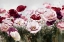 Picture of ROYAL POPPY
