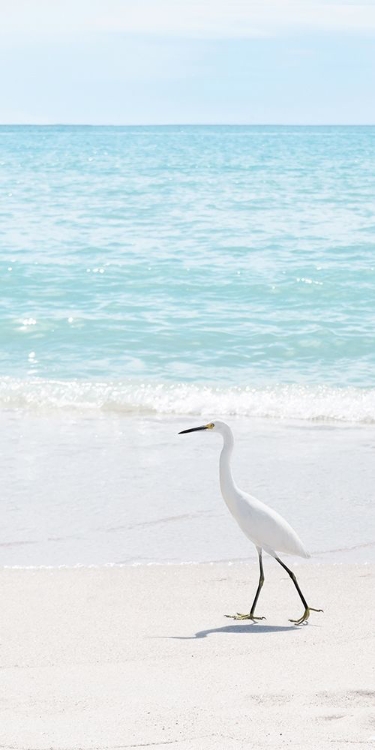 Picture of SUMMER EGRET II