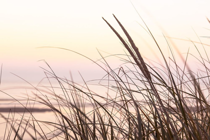 Picture of CAPE DUNE MORNING