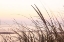 Picture of CAPE DUNE MORNING