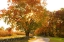 Picture of MAPLE TREE DRIVE