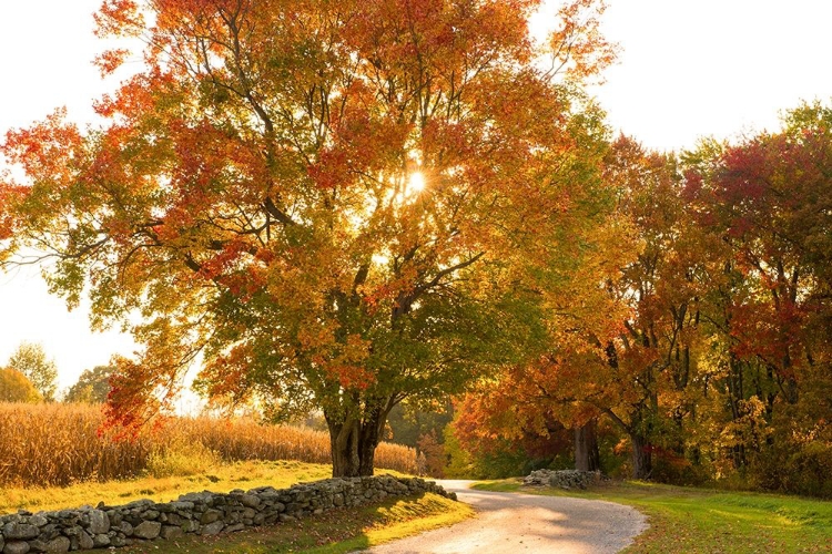 Picture of MAPLE TREE DRIVE