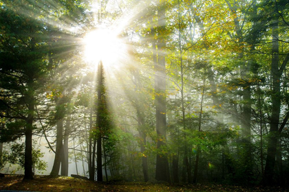 Picture of LIGHT AND TREES II