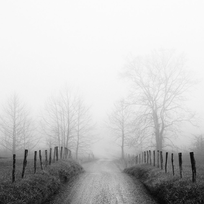 Picture of SPARKS LANE IN FOG