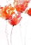 Picture of TANGERINE TANGO 1
