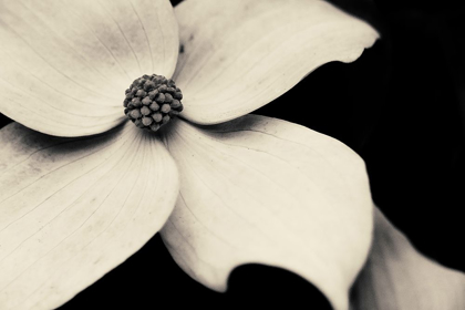 Picture of DOGWOOD FLOWER