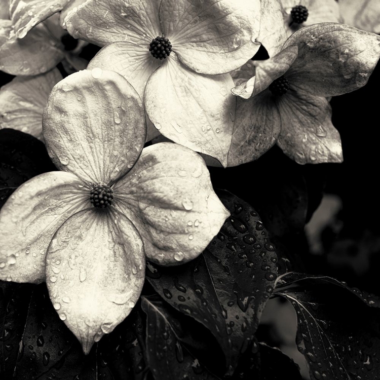 Picture of DOGWOOD FLOWER NO. 3