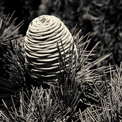 Picture of SPRUCE CONE