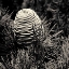 Picture of SPRUCE CONE