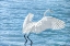 Picture of TAKING FLIGHT