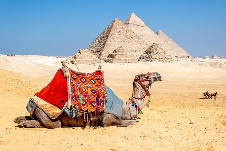 Picture of CAMEL RESTING BY THE PYRAMIDS, GIZA, EGYPT